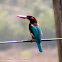 White-throated Kingfisher