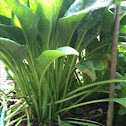 Comfrey