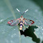 Hummingbird Clearwing ?