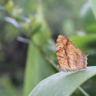 Common Jester