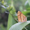 Common Jester