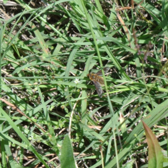 Spotting Image 1