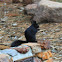 Abert's squirrel