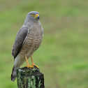 Roadside Hawk