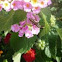 Vespidae. Avispa