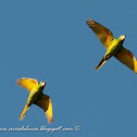 Calancate ala roja (White-eyed parakeet)