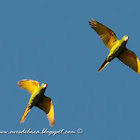 Calancate ala roja (White-eyed parakeet)