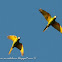 Calancate ala roja (White-eyed parakeet)