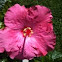 Hibiscus 