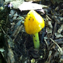 Persistent waxcap