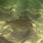 Flagfin Mojarra