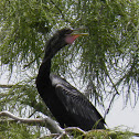 Anhinga