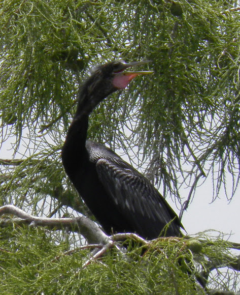 Spotting Image 1
