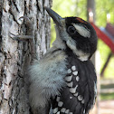 Downey Woodpecker
