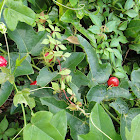 Passion vines