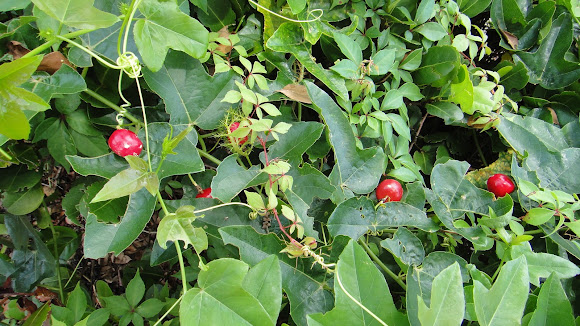 Spotting Image 1