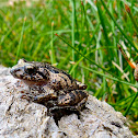 Toad
