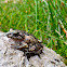 Toad