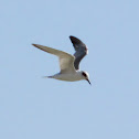 Forster's Tern