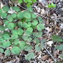 Blue Cohosh
