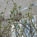 House Sparrow