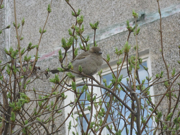 Spotting Image 1