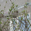 House Sparrow