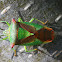 Hawthorn Shield Bug