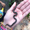 Rough Snake
