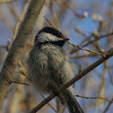 Black-capped Chickadee