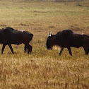 Wildebeest