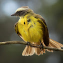 Social Flycatcher