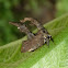 Membracid Treehopper