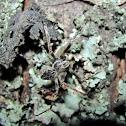 Unknown spotting