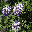 TX Mountain Laurel