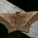 Arsenura Moth