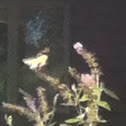 Tiger Swallowtail