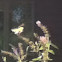 Tiger Swallowtail