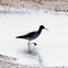 Redshank; Archibebe Común
