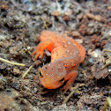 Eastern (Red-Spotted) Newt