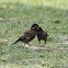 Common Myna