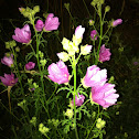 Musk-mallow