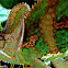Veiled chameleon