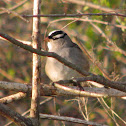 White-crowned Sparrow