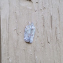 Flatid Planthopper