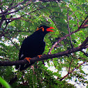Common Hill Myna