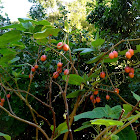 Árbol de los tomates