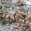 Burdock Burs