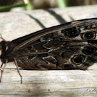 Cape Autumn Widow