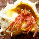 Hermit Crab